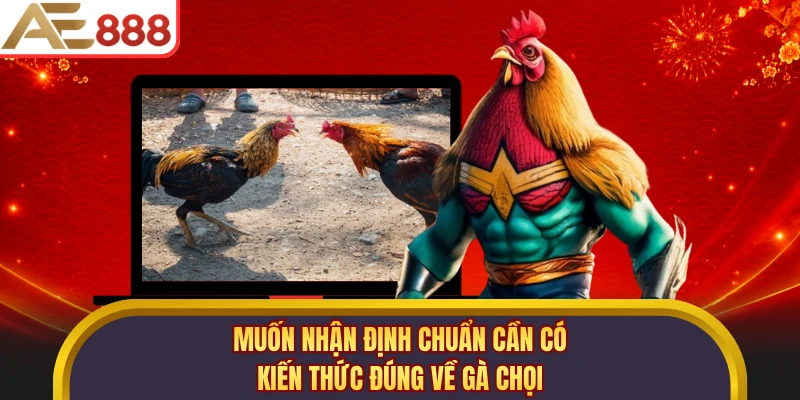 Muốn nhận định chuẩn cần có kiến thức đúng về gà chọi